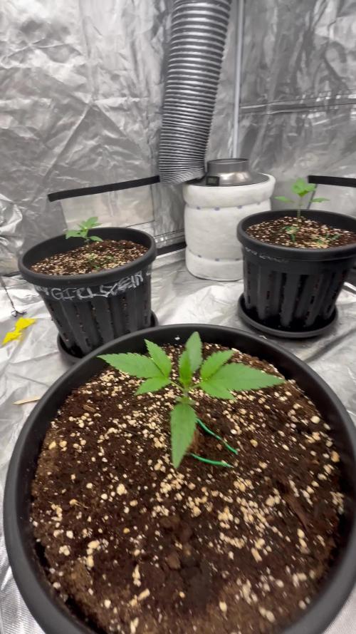 Sir Jack Auto | Exotic Seed