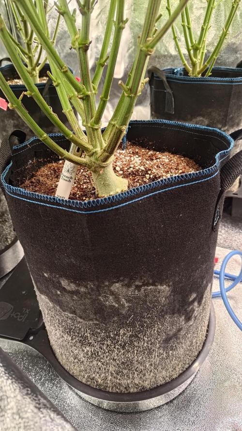 Tropic Ozz and Oreoz Grow. Week 12