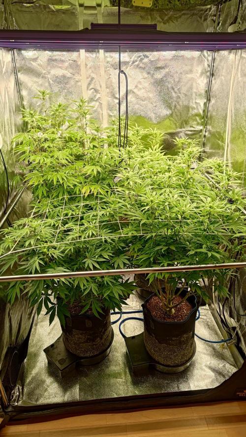 Tropic Ozz and Oreoz Grow. Week 12