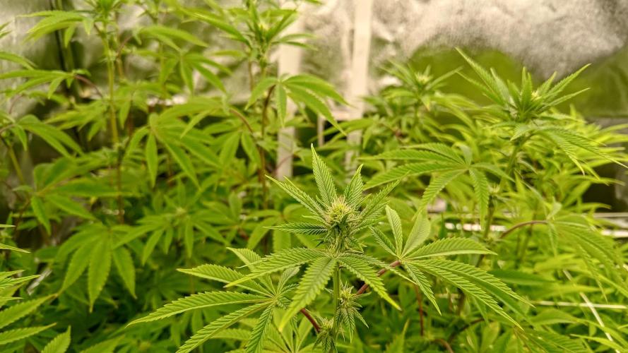 Tropic Ozz and Oreoz Grow. Week 12