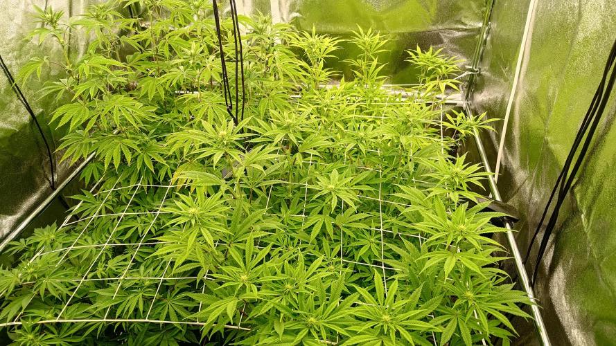 Tropic Ozz and Oreoz Grow. Week 12