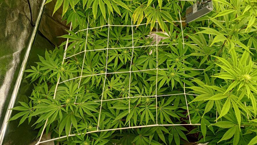 Tropic Ozz and Oreoz Grow. Week 12