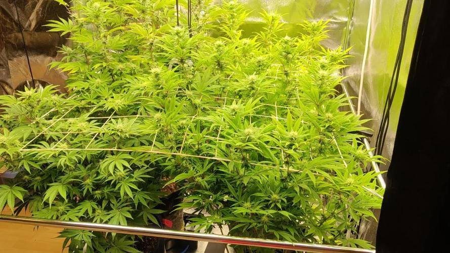 Tropic Ozz and Oreoz Grow