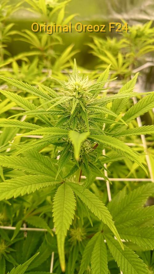 Tropic Ozz and Oreoz Grow. Week 13