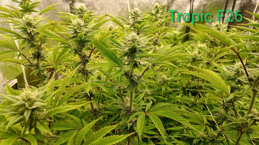 Tropic Ozz and Oreoz Grow. Week 13