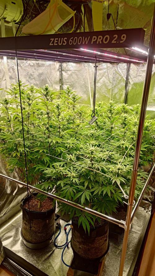 Tropic Ozz and Oreoz Grow. Week 13