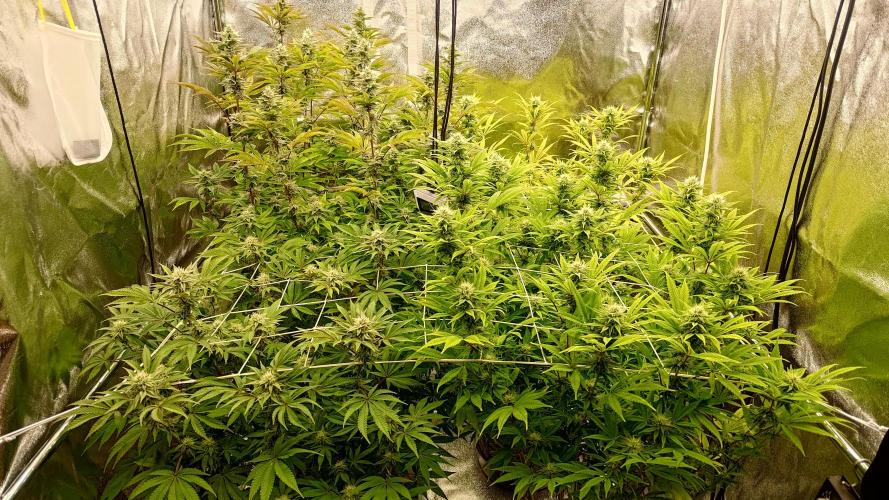 Tropic Ozz and Oreoz Grow. Week 14