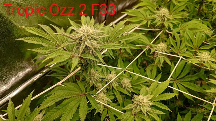Tropic Ozz and Oreoz Grow. Week 14
