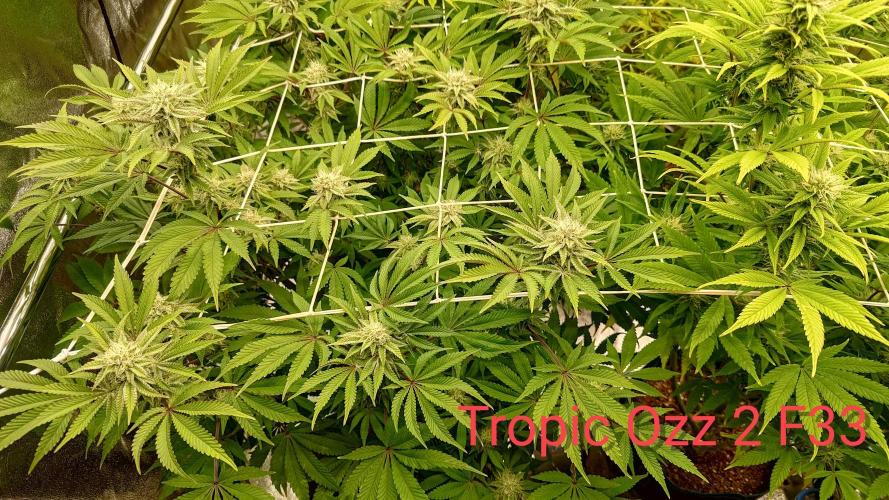 Tropic Ozz and Oreoz Grow. Week 14