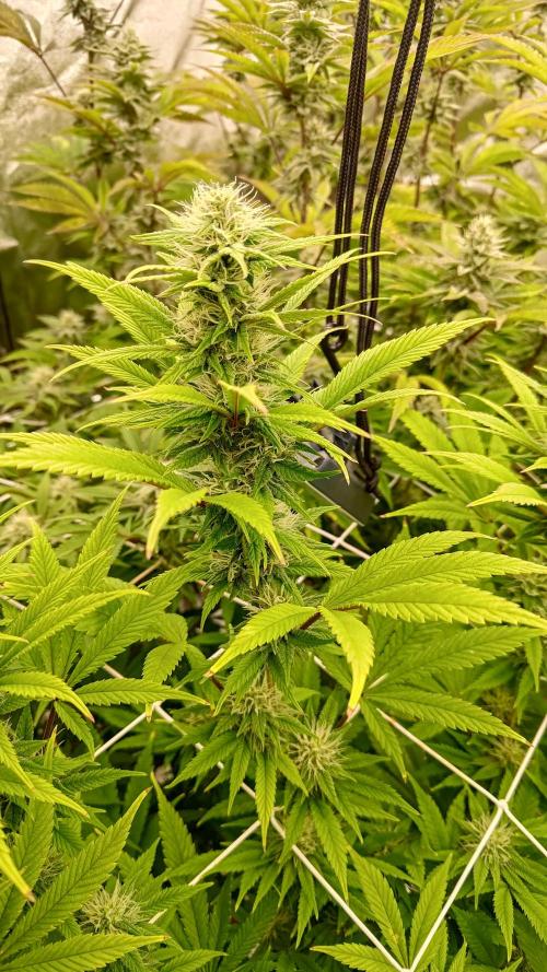 Tropic Ozz and Oreoz Grow. Week 14