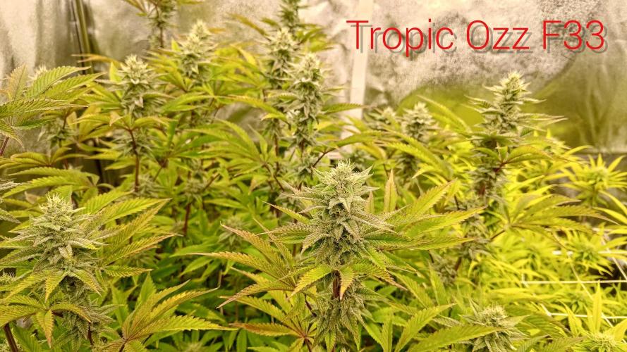 Tropic Ozz and Oreoz Grow. Week 14