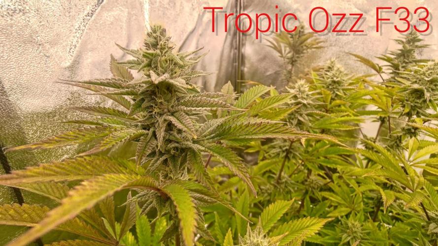 Tropic Ozz and Oreoz Grow. Week 14