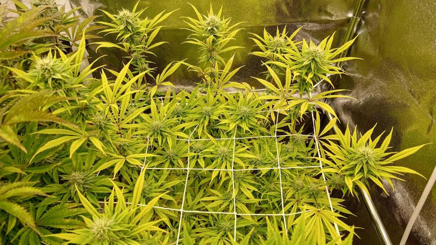 Tropic Ozz and Oreoz Grow. Week 14