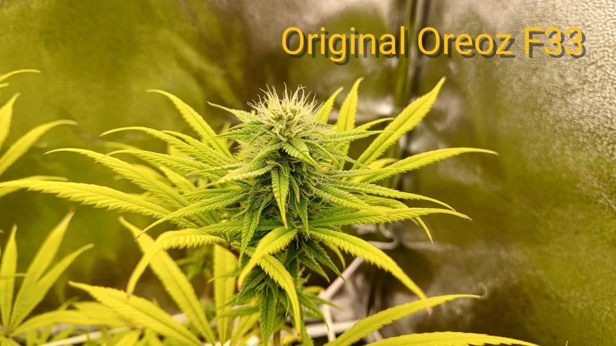 Tropic Ozz and Oreoz Grow. Week 14