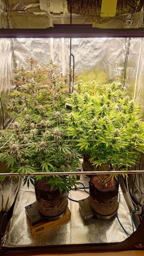 Tropic Ozz and Oreoz Grow. Week 15