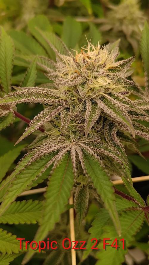 Tropic Ozz and Oreoz Grow. Week 15