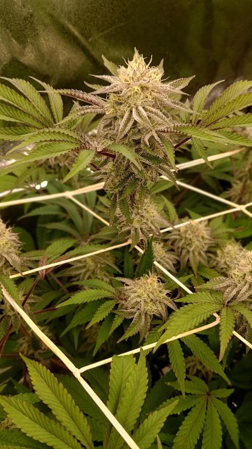 Tropic Ozz and Oreoz Grow. Week 15