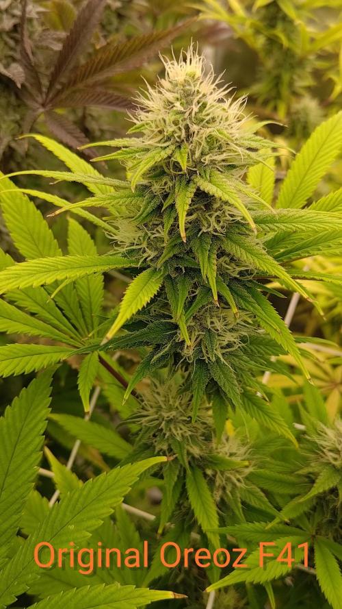 Tropic Ozz and Oreoz Grow. Week 15