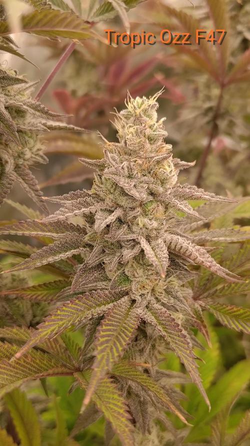 Tropic Ozz and Oreoz Grow. Week 16