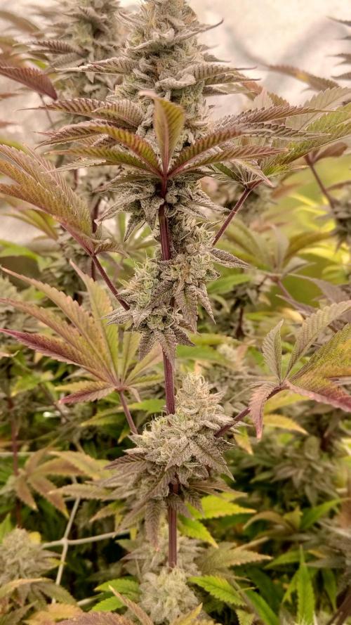 Tropic Ozz and Oreoz Grow. Week 16