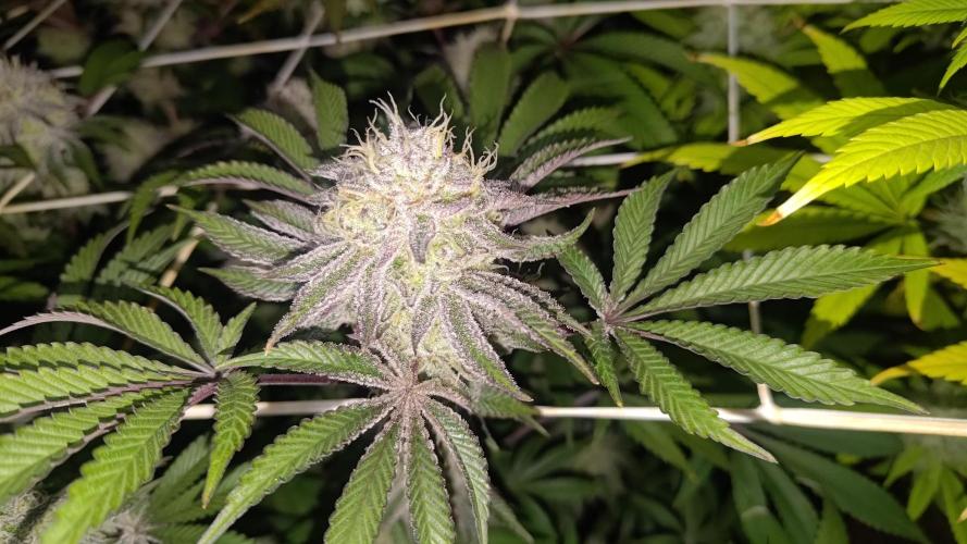 Tropic Ozz and Oreoz Grow. Week 16