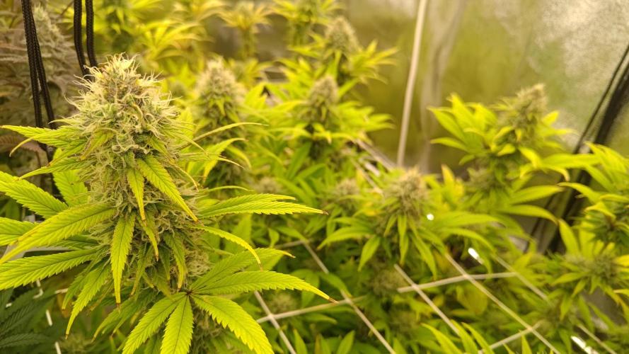 Tropic Ozz and Oreoz Grow. Week 16