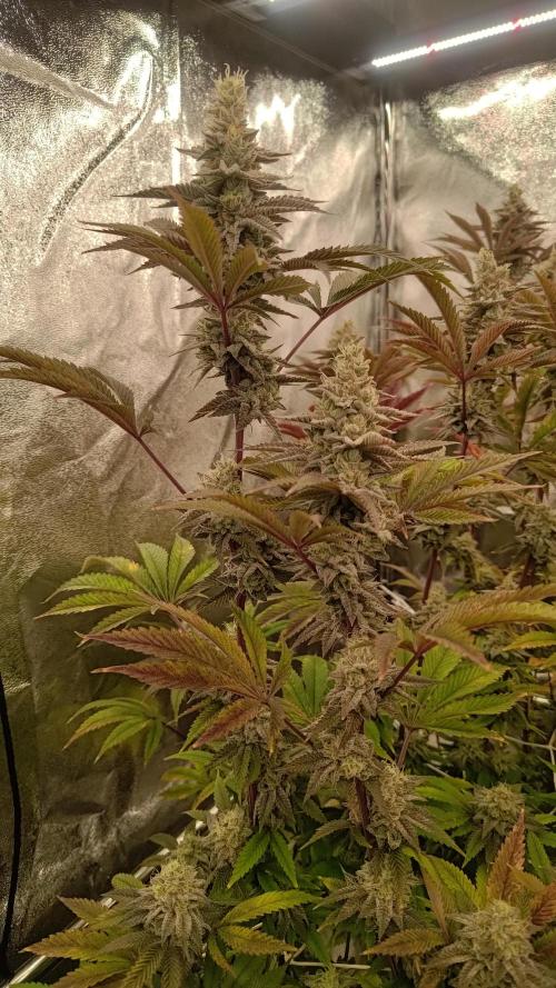 Tropic Ozz and Oreoz Grow. Week 16