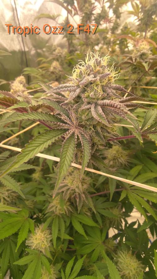 Tropic Ozz and Oreoz Grow. Week 16