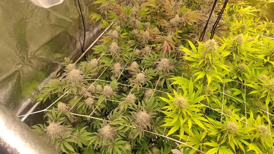 Tropic Ozz and Oreoz Grow. Week 16