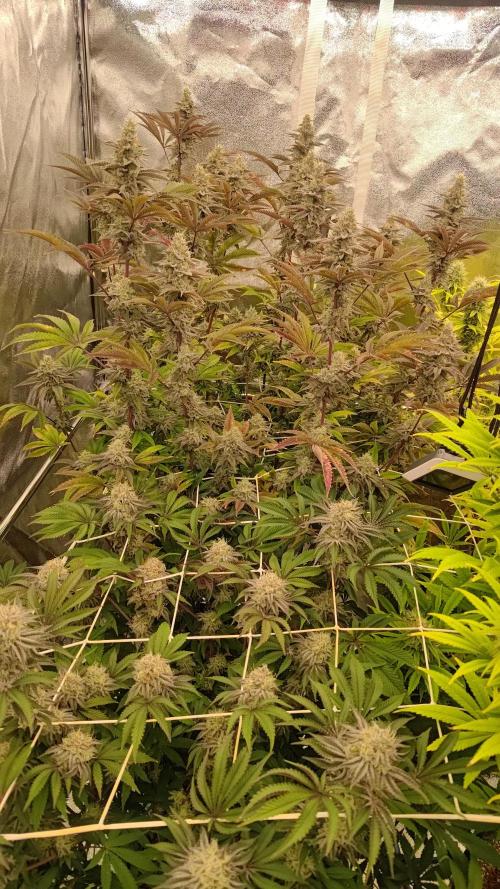 Tropic Ozz and Oreoz Grow. Week 16