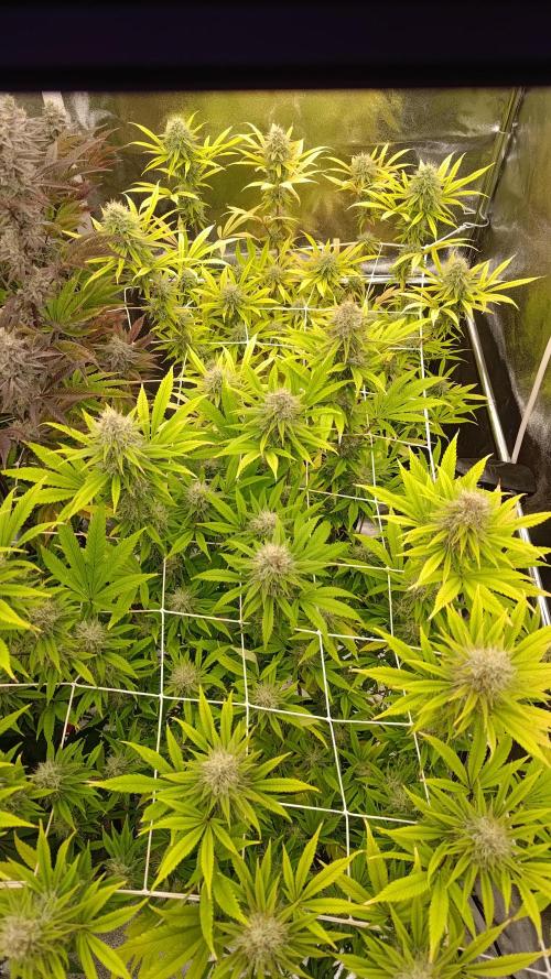 Tropic Ozz and Oreoz Grow. Week 16