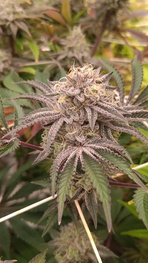 Tropic Ozz and Oreoz Grow. Week 17 - Tropic Ozz