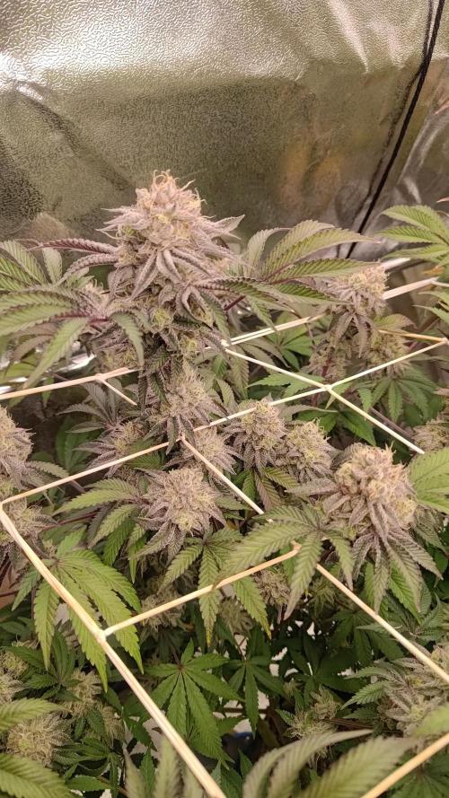 Tropic Ozz and Oreoz Grow. Week 17 - Tropic Ozz