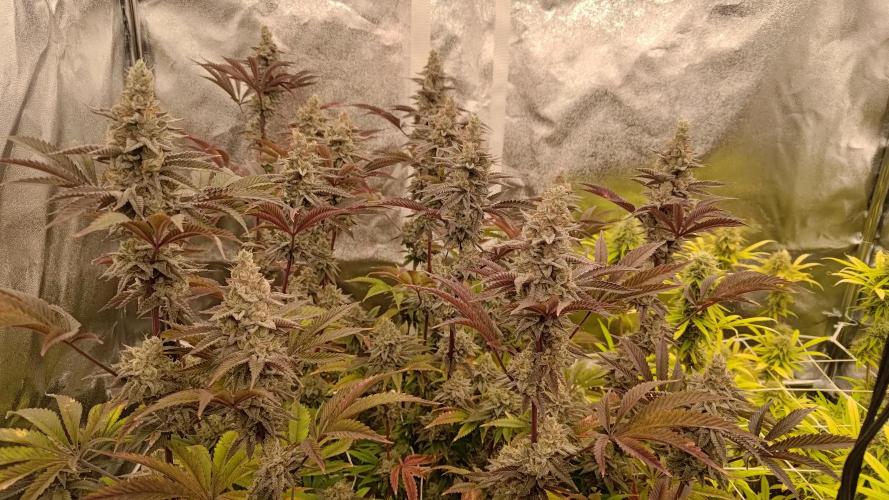 Tropic Ozz and Oreoz Grow. Week 17 - Tropic Ozz