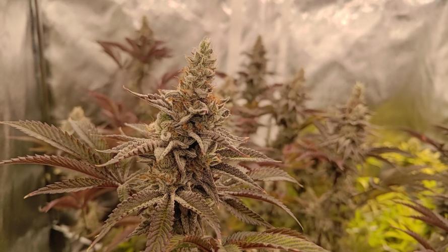 Tropic Ozz and Oreoz Grow. Week 17 - Tropic Ozz