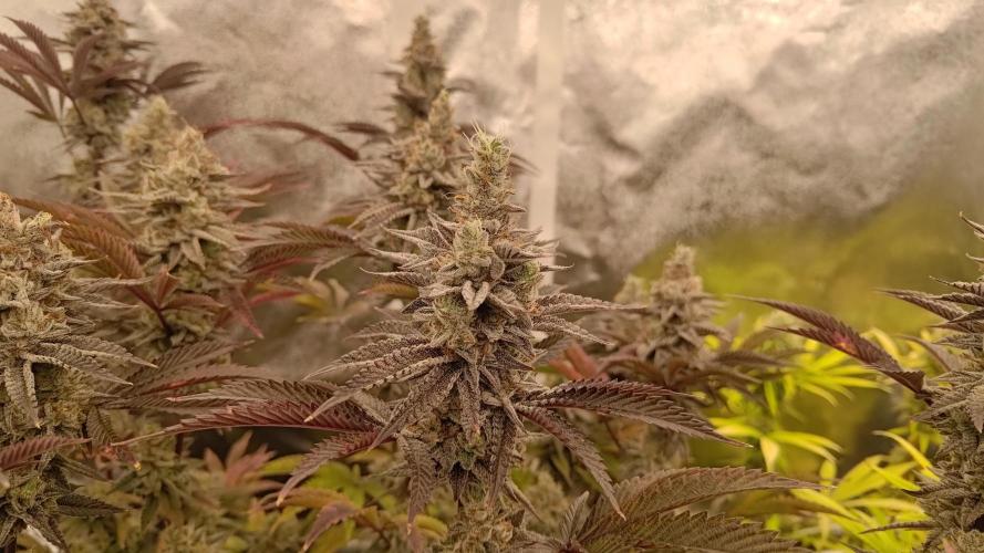 Tropic Ozz and Oreoz Grow. Week 17 - Tropic Ozz