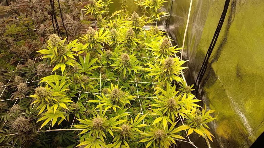 Tropic Ozz and Oreoz Grow. Week 17 - Oreoz