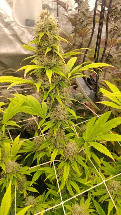 Tropic Ozz and Oreoz Grow. Week 17 - Oreoz