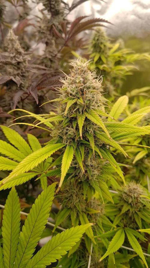 Tropic Ozz and Oreoz Grow. Week 17 - Oreoz