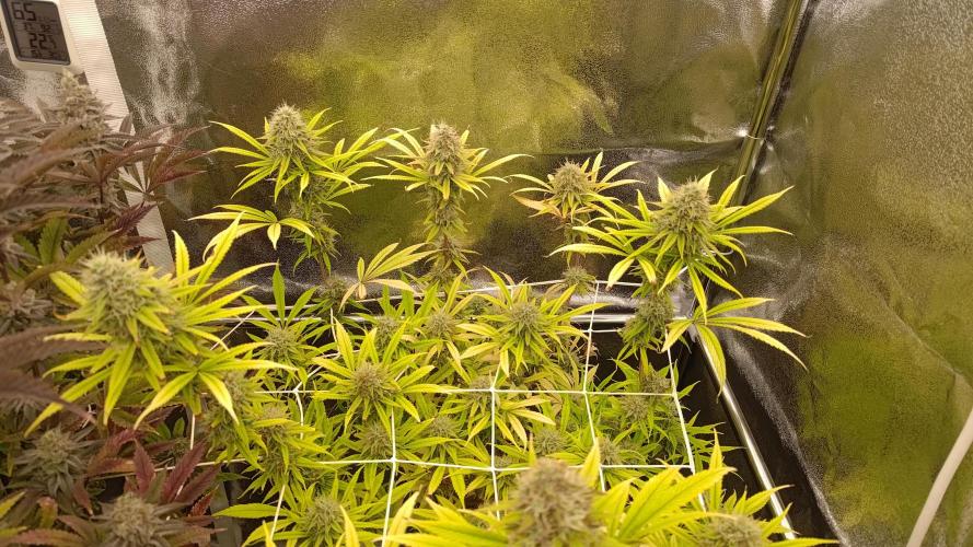 Tropic Ozz and Oreoz Grow. Week 17 - Oreoz