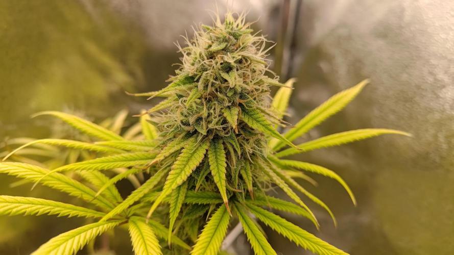 Tropic Ozz and Oreoz Grow. Week 17 - Oreoz