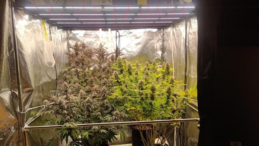 Tropic Ozz and Oreoz Grow. Week 17