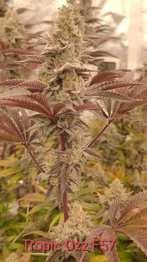 Tropic Ozz and Oreoz Grow. Week 18 - Best overall pheno great yielder