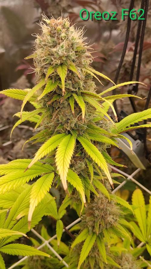 Tropic Ozz and Oreoz Grow. Week 18 - Fat oreoz