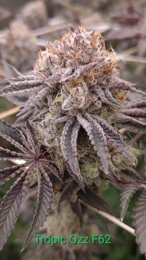 Tropic Ozz and Oreoz Grow. Week 18 - Best terps pheno