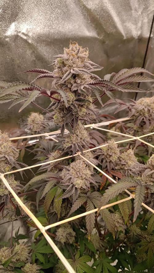 Tropic Ozz and Oreoz Grow. Week 18