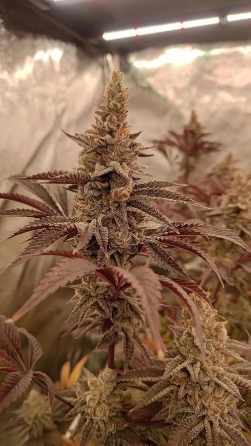 Tropic Ozz and Oreoz Grow. Week 18