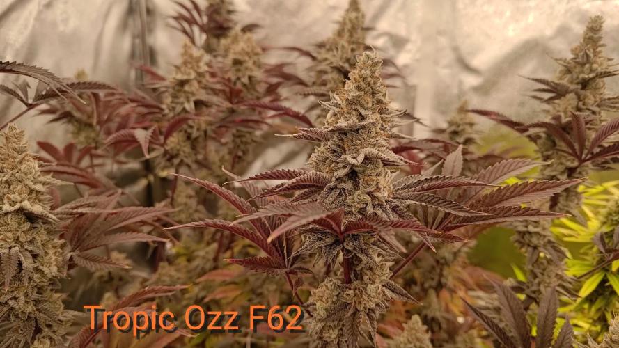 Tropic Ozz and Oreoz Grow. Week 18