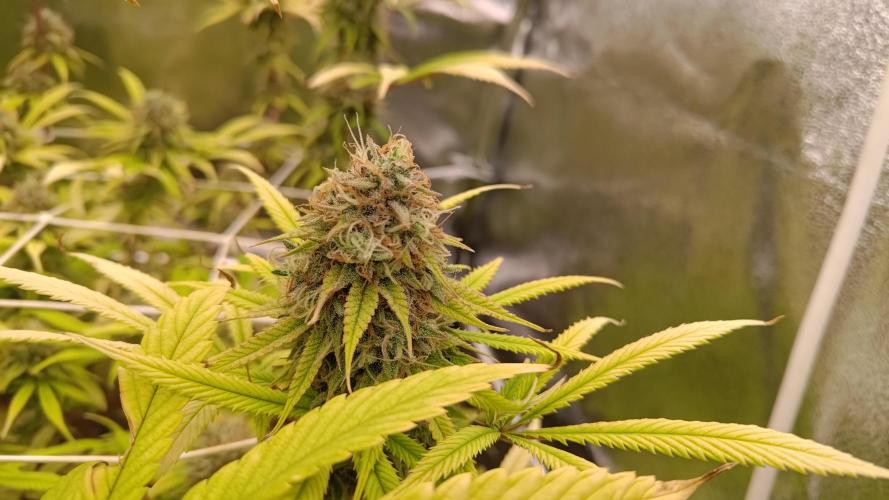 Tropic Ozz and Oreoz Grow. Week 18