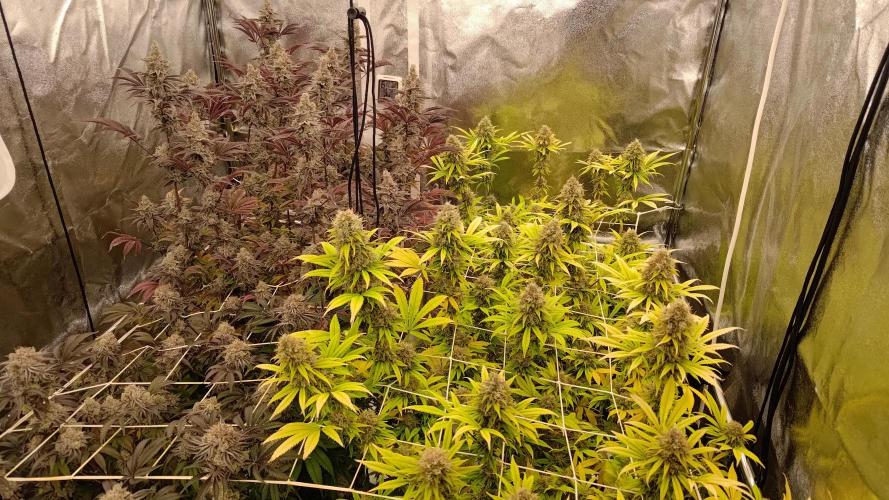 Tropic Ozz and Oreoz Grow. Week 18